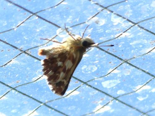 Réf. 303 298 : Spialia sertorius